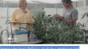 Народные средства для обработки от фитофторы и подкормки растений