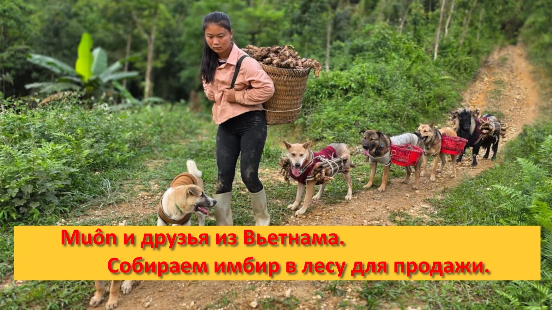 Muôn и друзья из Вьетнама. Собираем имбир в лесу для продажи.
