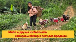 Muôn и друзья из Вьетнама. Собираем имбир в лесу для продажи.