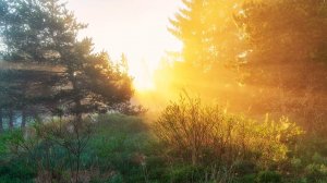Вальс в лесу  стихи П. Давыдов : музыка и исполнение А. Михайлов