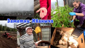 Майский снег, бройлеры, снова работа в огороде, высаживаем бабушке помидоры в теплицу