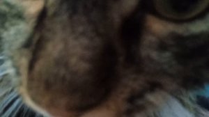 один день с Яшиком 2 часть😸😹