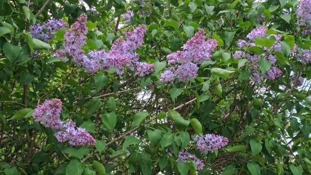 VID_20260517_141840_971