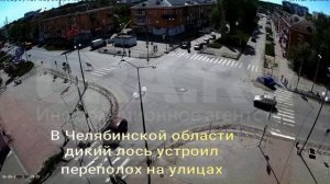В Челябинской области дикий лось устроил переполох на улицах