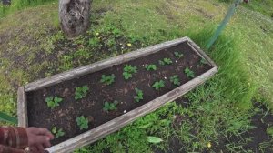 МУЖ МОЛОДЕЦ И Я ПОДСТАТЬ. И В ГАРАЖЕ  УРОЖАЙ ВЫРАСТИЛИ