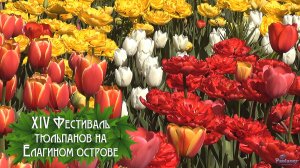 XIV Фестиваль тюльпанов на Елагином острове (2026)