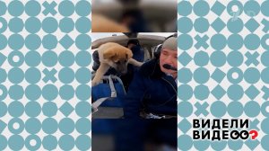 Летающий пес. Видели видео? Фрагмент выпуска от 17.05.2026