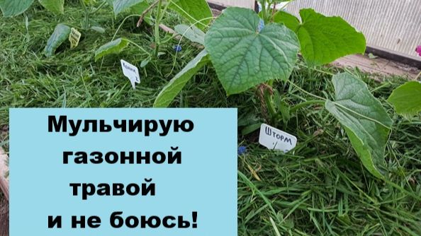 Можно ли мульчировать огурцы травой с газона?