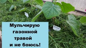Можно ли мульчировать огурцы травой с газона?