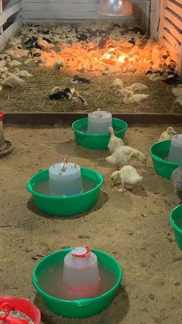 😌 Плоды труда: накормил, напоил… Они сыты и довольны. Утиный ковер 🦆✨