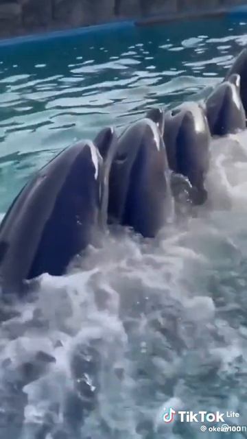 9810546177c34bcab1cede57dc2f8592_1778915716058.mp4