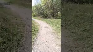 дневной стрим