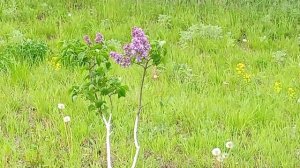 парк Графский г. Бутурлиновка 17-05-2026