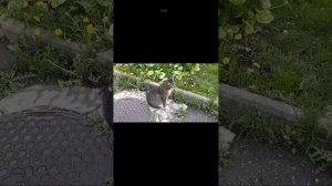 МИЛКА ЭСТ ПОДПИЩИКОВ ( И УНИЁ ЗАБОЛЕЛ ЖИВОТ)