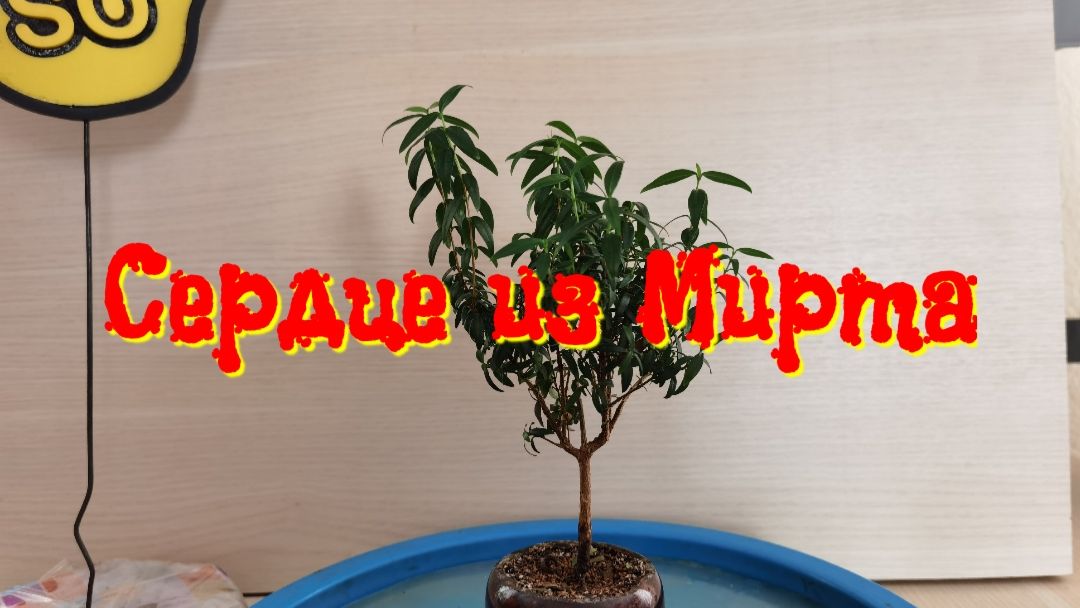 Сердце из Мирта