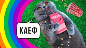 Кошачий кайф))) Приколы с котами