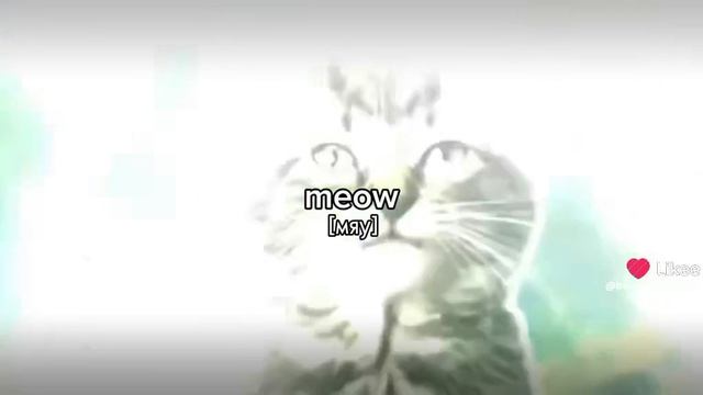 котики