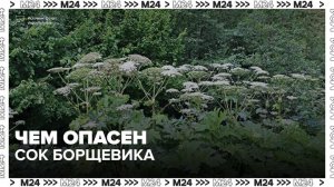 Дерматолог рассказала, чем опасен сок борщевика - Москва 24