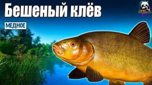 РР4: Озеро Медное раздаёт! Ловлю без остановки #рр4