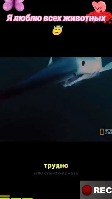 Животные-приколы и не только😉😅