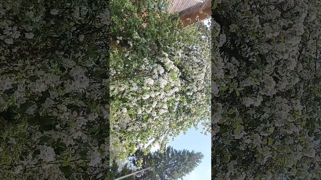 первое видео про мою дачу.