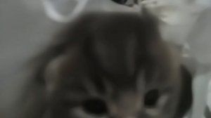 Очень милый котик чихнул
