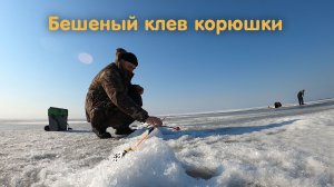 Ловим корюшку на Ладожском озере. Попали на бешеный клев