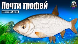 РР4 Чуть не взял трофей! Ельцы сами просятся на крючки #рр4