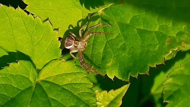 Паук-бокоход ксистикус вязовый (Xysticus ulmi)