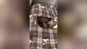 Приколы с енотами.