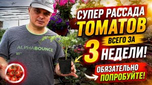 Сделайте ТАК и у Вас будет самая лучшая, готовая к высадке, бесплатная рассада!