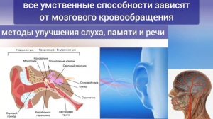 Шея деградирует, слух снижается - из-за спазма мышц атланта. Упражнения