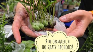 Суета Орхидиума до и после стрима. Добрые встречи с добрыми людьми, спонтанные покупки и подарки