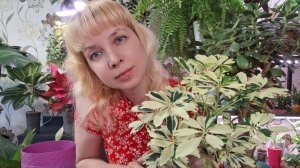 Пересадка толстянки и шефлеры
