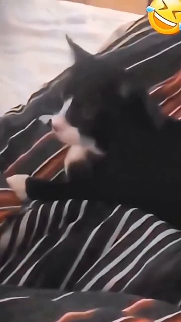 Котъ смотреть онлайн