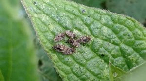 Кружевницы (лат. Tingidae) — семейство полужесткокрылых из подотряда клопов.