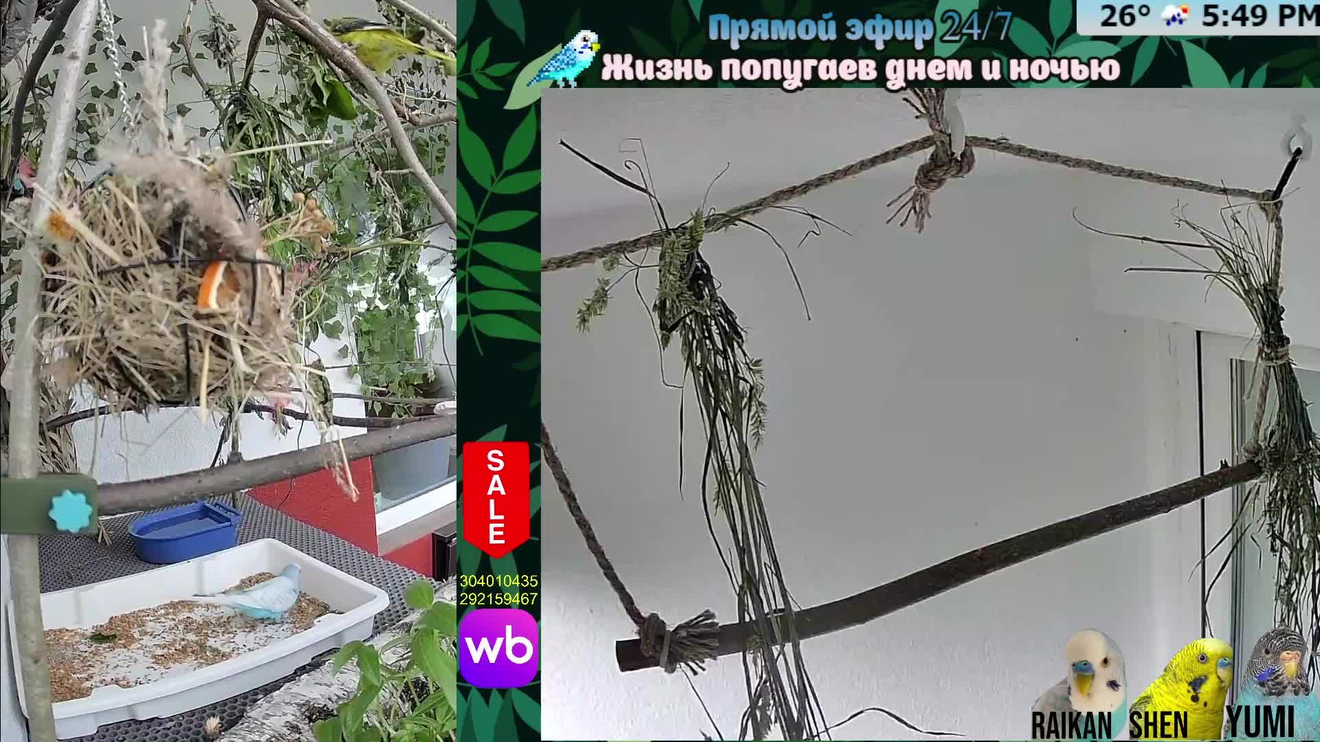 Волнистые попугаи 🦜🦜🦜 | авиарий на балконе📍