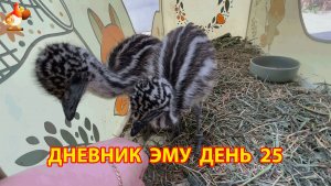 Дневник страусят Эму день 25