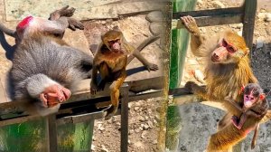 Мигель растит себе жену с детства! Малышка скачет верхом на мамке! Все на нервах, ГДЕ МЯСО? ДОМ2