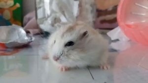 ищу цыпочку часть первая
