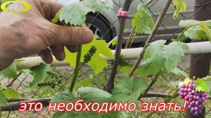 Подкормка винограда под корень по 2 фазе весной.Это необходимо знать!