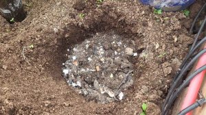 ЧТО ПОЛОЖИТЬ В ЛУНКИ ПРИ ПОСАДКЕ БАКЛАЖАНОВ ДЛЯ БОГАТОГО УРОЖАЯ