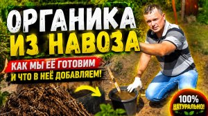 Органическое удобрение из коровьего навоза - как правильно приготовить.
