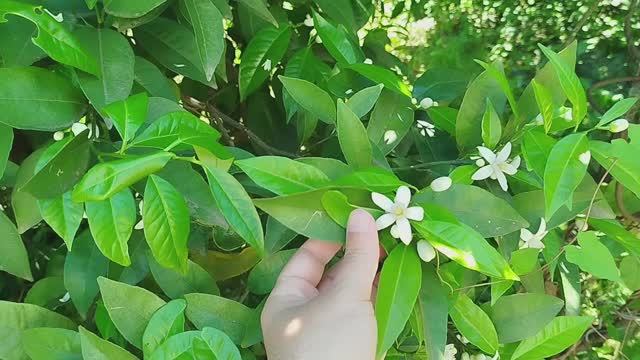 Когда мандарин решил стать цветочной звездой)