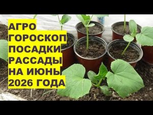 Июнь 2026: Самые Лучшие Дни Для Посадки Рассады?!