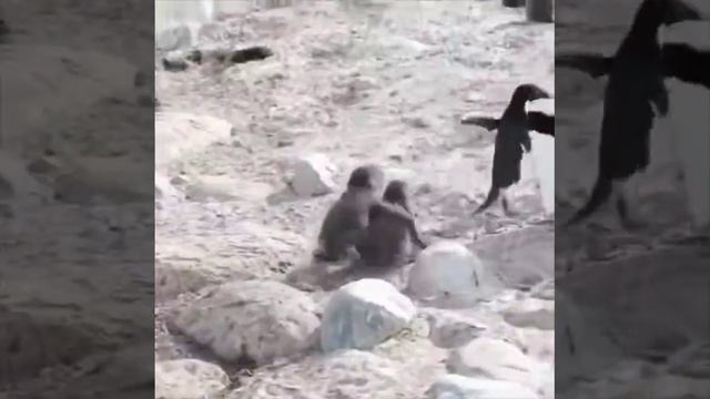 Когда ты мать двух пингвинят