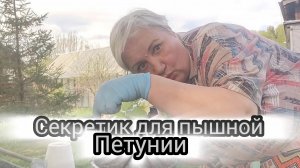 Посадила петунии. Делюсь своим секретиком для пышного цветения.