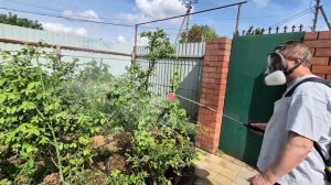Обработка голубики и винограда от грибков и вредителей.Весенние  деньки🌞🌱