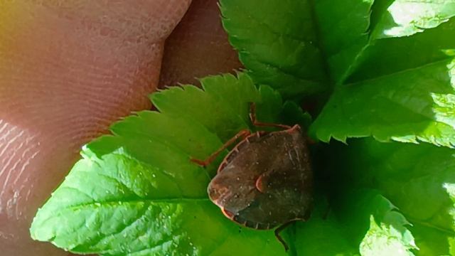 Клоп Щитник ягодный — вид клопов из семейства Настоящие щитники (Dolycoris baccarum.)