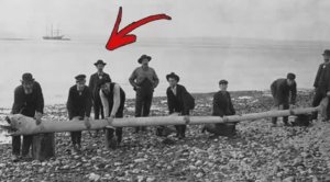Его нашли в желудке кашалота и учёные 90 лет не знают кто это.